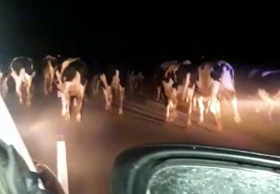 Sorprenden a hombres arriando animales en plena ruta