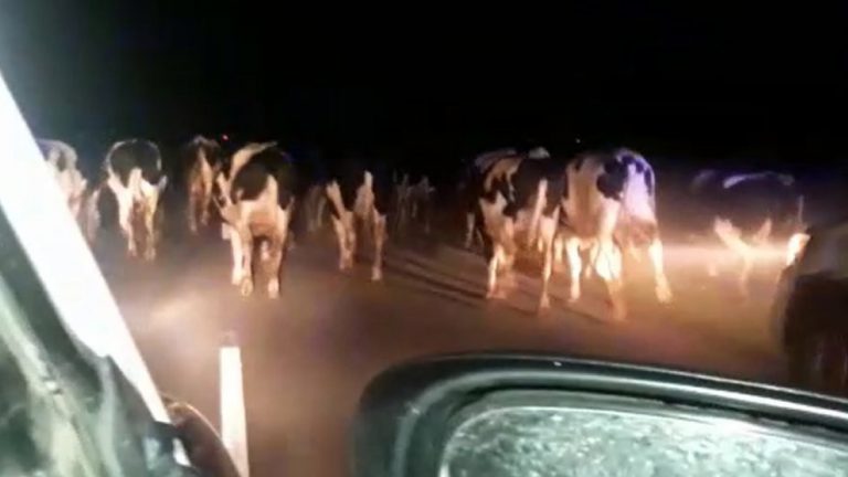 Sorprenden a hombres arriando animales en plena ruta