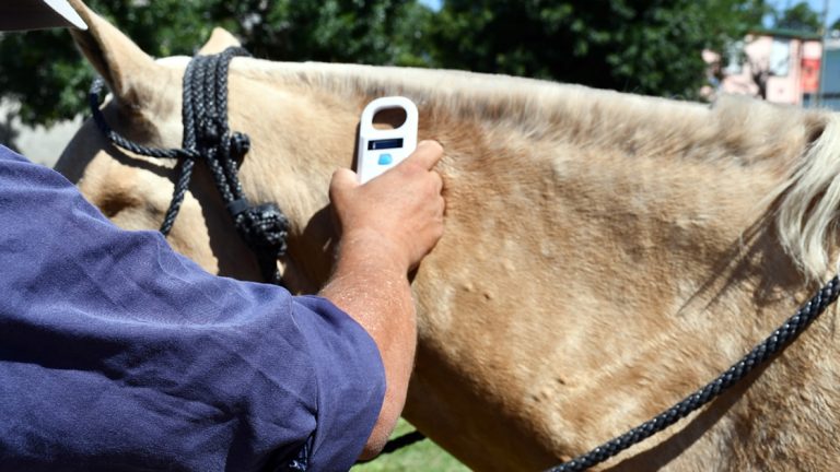 Se confirmó el primer fallecimiento por encefalitis equina del oeste en Córdoba