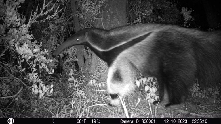 Un oso hormiguero sorprende a la Región de Ansenuza