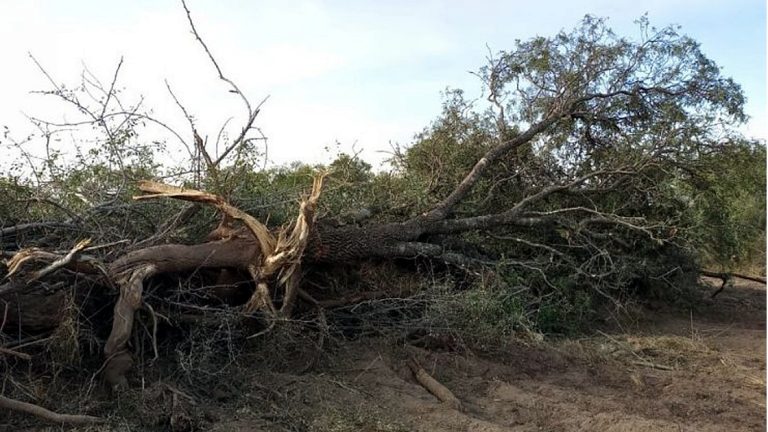 Policía Ambiental de Córdoba evitó desmontes en Chipión y Arroyito
