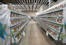 San Francisco será sede del Campeonato Mundial de Ornitología 2025 del Hemisferio Sur
