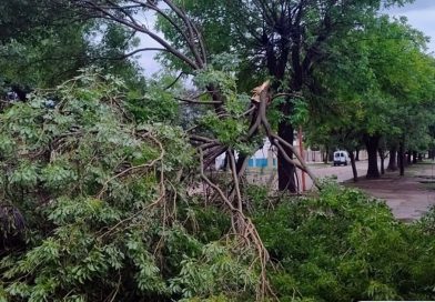La Secretaría de Servicios Públicos trabajó en la poda de árboles dañados y en la remoción de aquellos derribados tras la tormenta