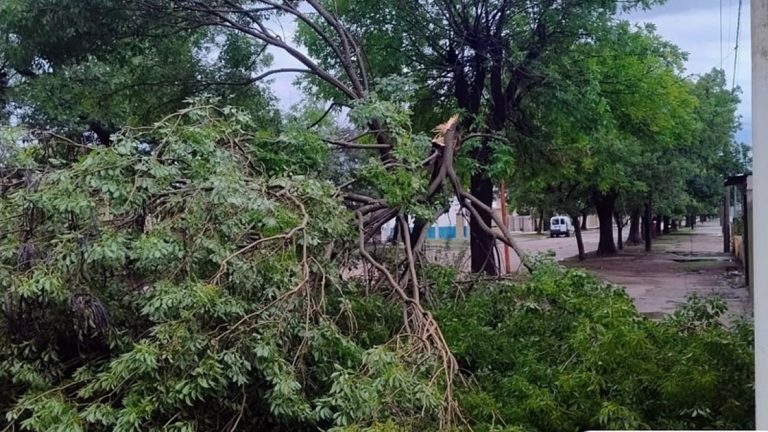 La Secretaría de Servicios Públicos trabajó en la poda de árboles dañados y en la remoción de aquellos derribados tras la tormenta