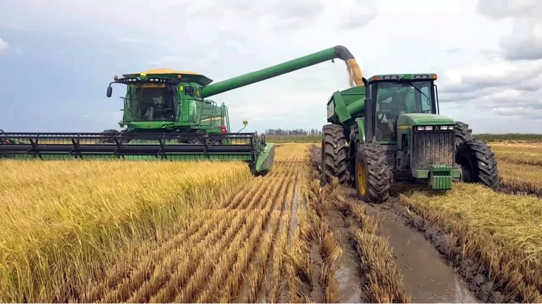 El arroz: El alimento más consumido del mundo y motor de la economía de una importante región del país