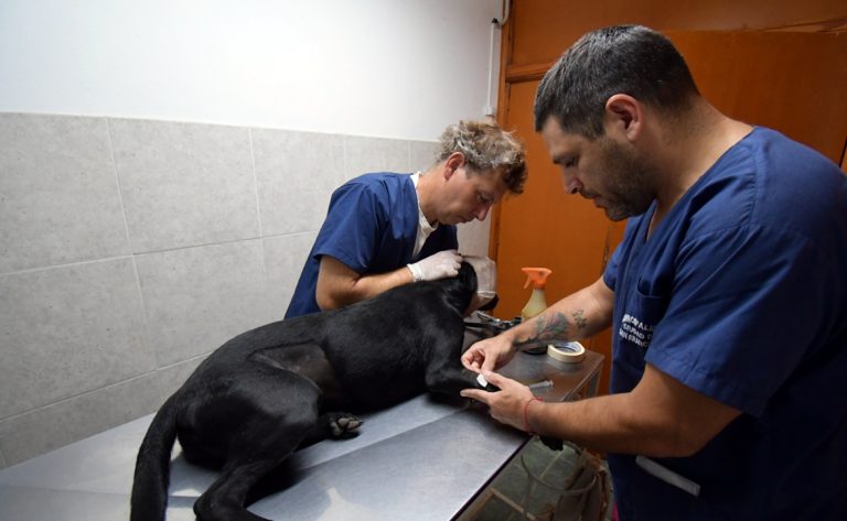 El Centro Municipal de Sanidad Animal y Control de Zoonosis cumplió 15 años al servicio de la comunidad