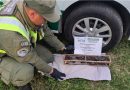 Rescataron gallos de riña y aves silvestres ocultos en un automóvil