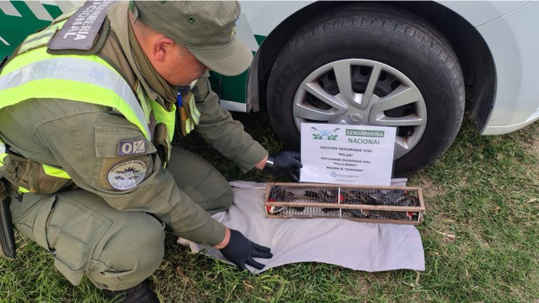 Rescataron gallos de riña y aves silvestres ocultos en un automóvil