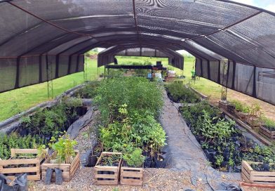 Vivero Municipal: Un laboratorio de especies arbóreas que llama la atención de la comunidad