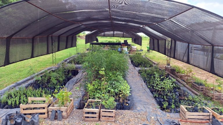 Vivero Municipal: Un laboratorio de especies arbóreas que llama la atención de la comunidad