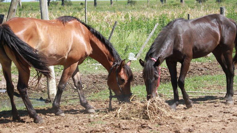 La Municipalidad produce alfalfa para alimentar a caballos incautados en la vía pública