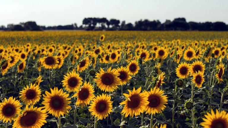Precios altos vs. cosecha récord: la puja en el mercado de girasol marcará la tendencia local