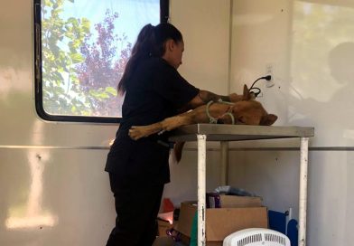 Un perro fue asistido y curado tras ser hallado con una flecha incrustada en su abdomen