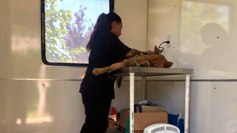 Un perro fue asistido y curado tras ser hallado con una flecha incrustada en su abdomen