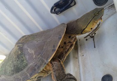 Rescataron una tortuga acuática en barrio San Cayetano