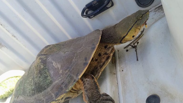 Rescataron una tortuga acuática en barrio San Cayetano