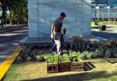 San Francisco inicia el año con remplazo de plantas para embellecer la ciudad