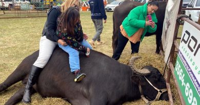 Más de 300 personas disfrutaron de la terapia con búfalos en la Rural de San Francisco